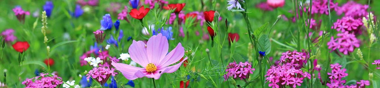 Ihr Kontakt zur Heilpraktikerin Heike Frenzel